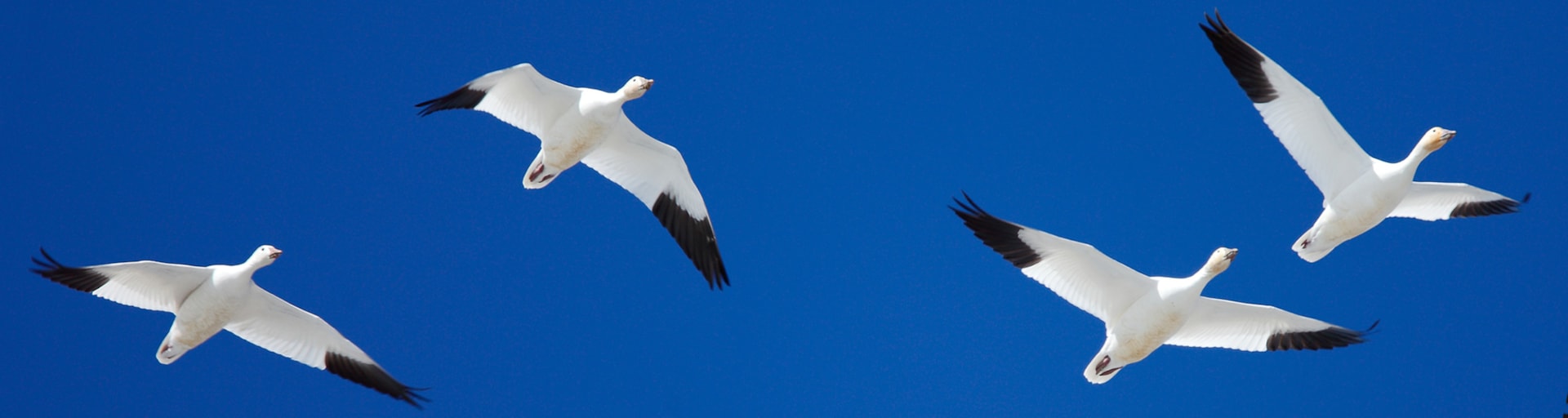 Birding Trails