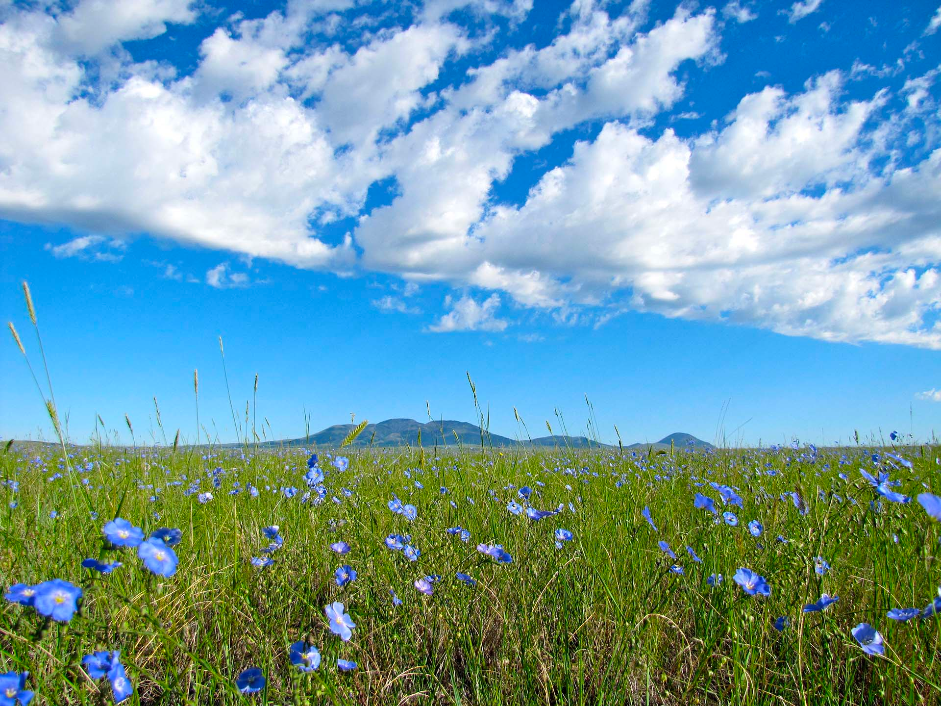 Central Montana Email Newsletter Signup